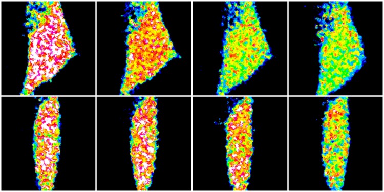 Mikroskopische Messung des ATP-Verbrauchs in zwei verschiedenen Drosophila-Nervenzellen über die Zeit (von links). Rot symbolisiert eine hohe, grün eine niedrige ATP-Konzentration.<address>© WWU - AG Sebastian Rumpf</address>