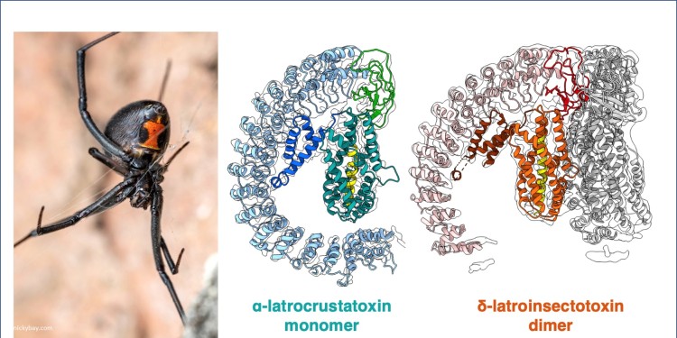 The team used cryo-electron microscopy to reveal the structures of toxins specific to insects and crustaceans (right) from the Black Widow (left).<address>© Photo: nickybay.com; Figure: Gatsogiannis team</address>