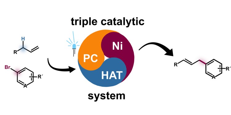 The new method for arylation of unactivated alkenes is based on a ternary nickel(Ni)-hydrogen atom transfer (HAT) photodox (PC) synergy system (schematically shown in the middle). Left side: structural formula of an aryl group (top) and an unactivated alkene, right side: arylated alkene after synthesis.<address>© AG Glorius – WWU Münster</address>