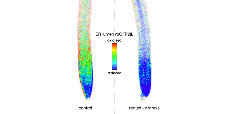 The figure shows two root tips of thale cress, Arabidopsis thaliana, which was used as a model plant in the study. The cells contain a biosensor (roGFP2iL) in the endoplasmic reticulum (ER) which reads the ambient redox status and indicates reductive stress in the right-hand root.<address>© Markus Schwarzländer, Philippe Fuchs</address>