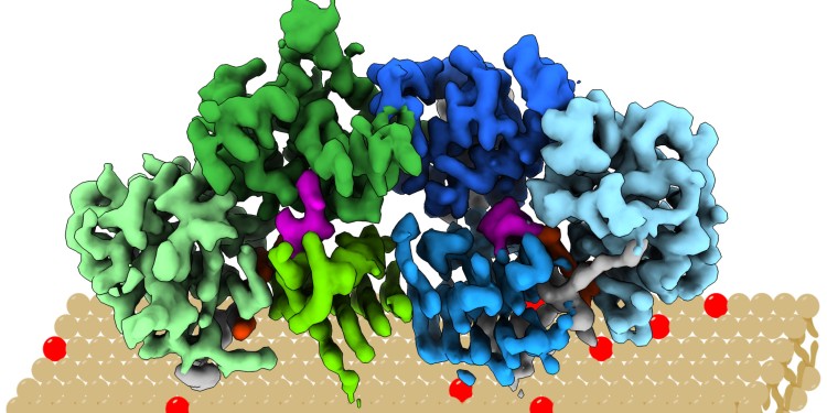 Model for the docking of Mon1/Ccz1 onto membranes. Ccz1 (green) and Mon1 (blue) form a stable complex with a new type of structure. Positively charged areas on the surface of Mon1 interact with negatively charged lipids (red), and this ensures the correct orientation.<address>© WWU - AG Kümmel</address>
