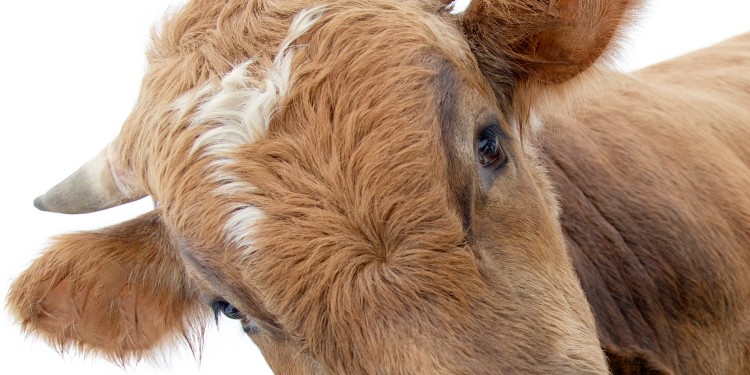 Wie Tiere in Deutschland gehalten werden, löst viele Diskussionen aus.<address>© adobe.stock.com</address>