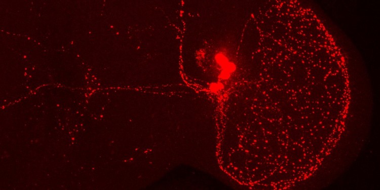 Blick in das Gehirn einer Taufliege. Das Gehirn wurde mit einem sogenannten PDF- (Pigment dispersing factor) Antikörper gefärbt. Rot: die ventrolateralen Uhrneuronen einer Hirnhälfte und ihre Nervenfortsätze.<address>© WWU – AG Stanewsky</address>