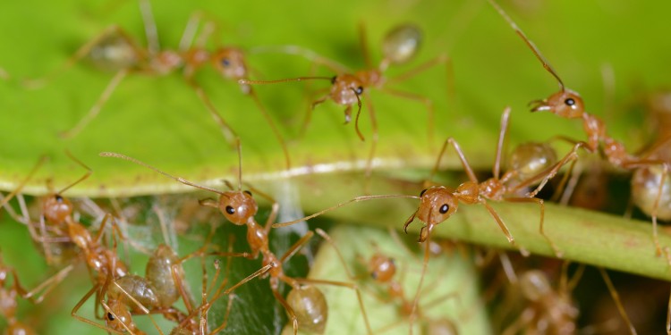 Ameisen-Arbeiterinnen einer Kolonie sind sehr eng miteinander verwandt und sehen häufig völlig gleich aus. Dennoch gibt es bei ihnen individuelle Besonderheiten.<address>© WWU - Lukas Schrader</address>