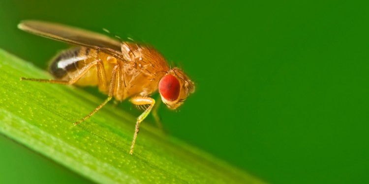 Fruit flies that are ready to mate at the same time of day have a better chance of meeting and reproducing.<address>© Studiotouch – stock.adobe.com</address>