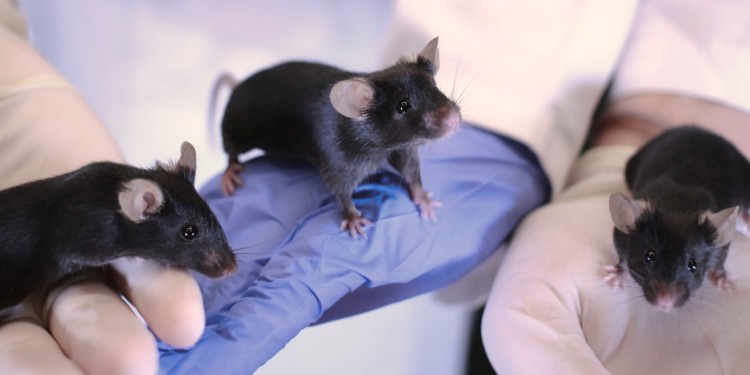 Genetisch identische Mäuse werden in der tierexperimentellen Forschung eingesetzt, um standardisierte Versuchsbedingungen zu erreichen.<address>© WWU - Abteilung für Verhaltensbiologie</address>