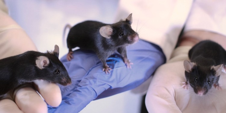 Genetically identical mice are used in animal research in order to achieve standardised testing conditions.<address>© University of Münster - Department of Behavioural Biology</address>