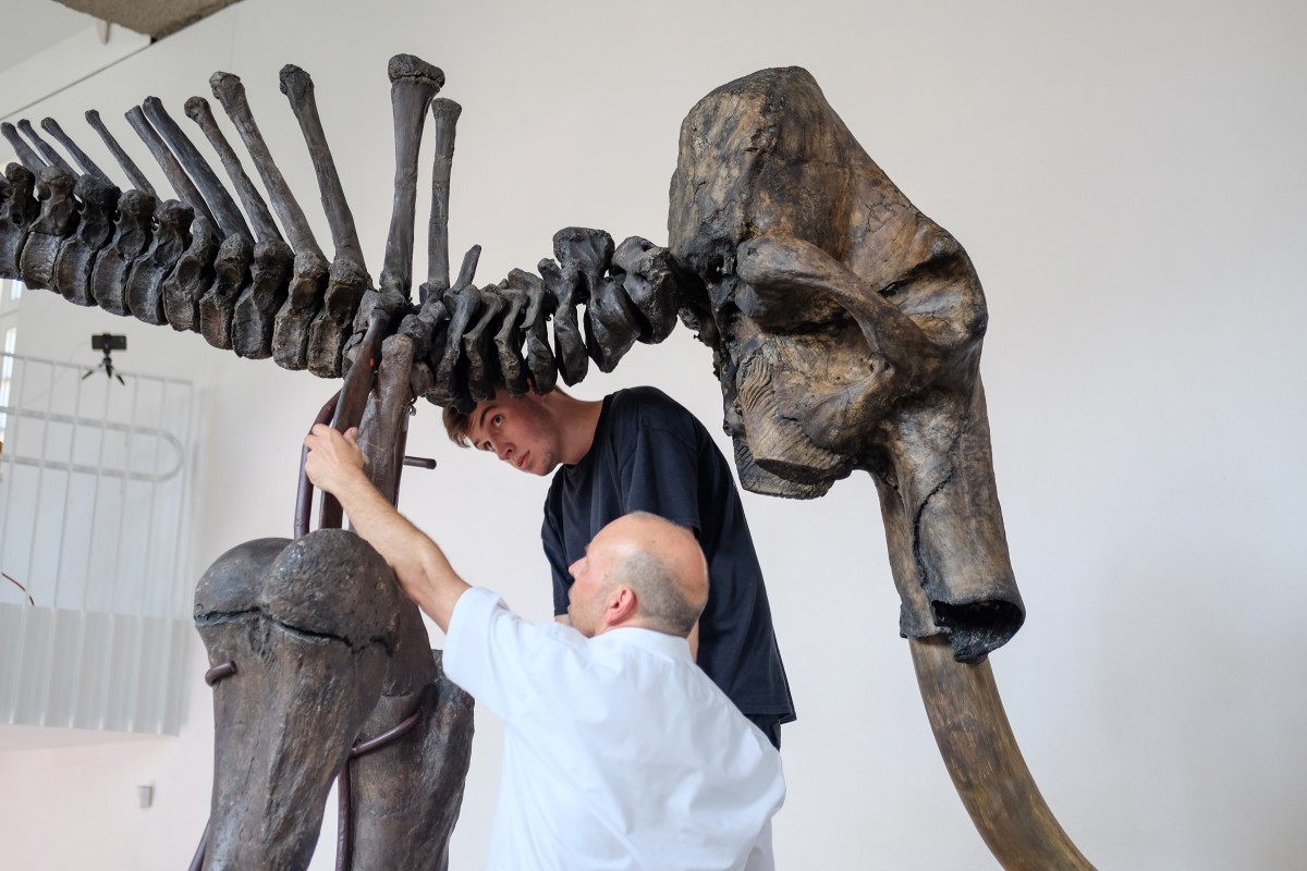 Oliver Kunze und sein Sohn Leon bauen gemeinsam die Einzelteile des Mammuts zusammen.© WWU - Sophie Pieper