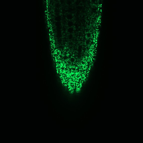 Mikroskopische Aufnahme der Mitochondrien in einer Wurzelspitze der Ackerschmalwand (Arabidopsis thaliana). Der Innenraum der Mitochondrien (Matrix) ist durch ein fluoreszierendes Protein markiert.<address>© AG Plant Energy Biology - Jan-Ole Niemeier</address>