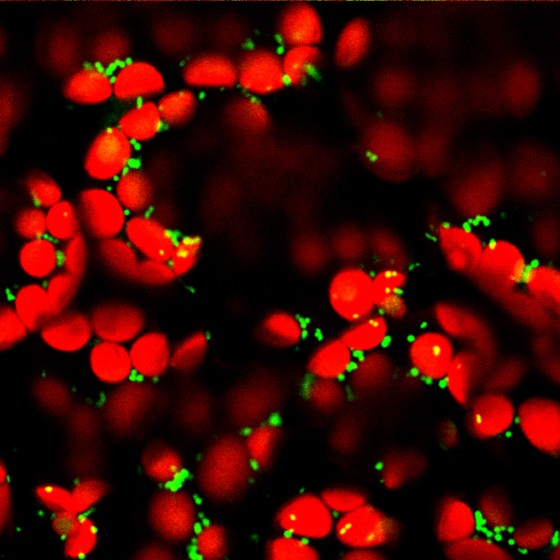 Mikroskopische Aufnahme der Mitochondrien (grün) und der Chloroplasten (rot) in Mesophyllzellen in einem Blatt der Ackerschmalwand (Arabidopsis thaliana). Der Innenraum der Mitochondrien (Matrix) ist durch ein fluoreszierendes Protein markiert; in den Chloroplasten fluoresziert das Chlorophyll.<address>© Costa Lab Mailand</address>