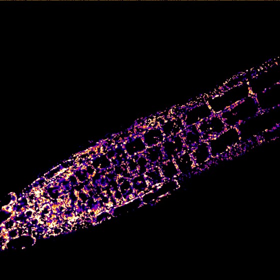 Mikroskopische Aufnahme der Mitochondrien in einer Wurzelspitze der Ackerschmalwand (Arabidopsis thaliana). Der Innenraum der Mitochondrien (Matrix) ist durch ein fluoreszierendes Protein markiert. Dieses Protein zeigt die lokale Kalziumionenkonzentration an, die hier durch einen Farbgradienten dargestellt ist (Blau: niedrig, Weiß: hoch).<address>© Costa Lab Mailand</address>