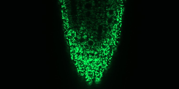 Microscopic image of the mitochondria in a root tip of Arabidopsis thaliana. The interior of the mitochondria (matrix) is marked by a fluorescent protein.<address>© AG Plant Energy Biology - Jan-Ole Niemeier</address>