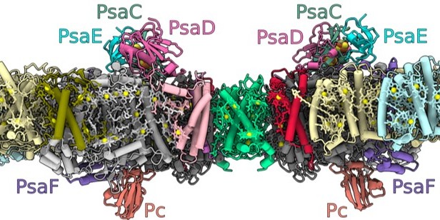 The structure of the photosystem I dimer embedded in the thylakoid membranes within the chloroplasts, where the light-driven photosynthesis process takes place (inside of the membrane: lumen, outside: stroma). The letter combinations denote different proteins that the researchers have identified.<address>© Nature Plants/10.1038/s41477-022-01253-4</address>