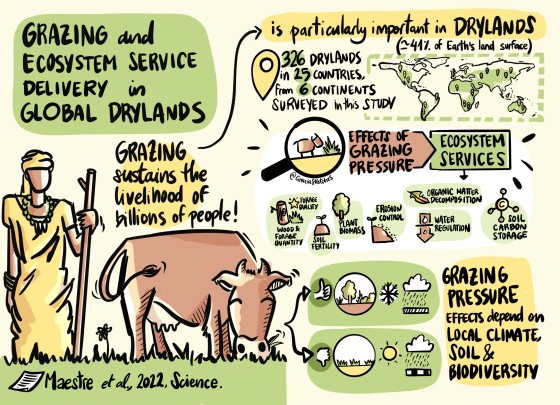 Standbild aus dem Erklärvideo „Grazing and ecosystem service delivery in global drylands“<address>© University of Alicante - Cirenia Sketches</address>