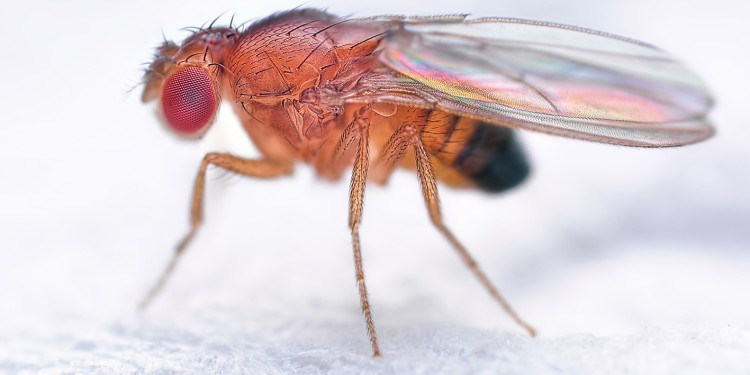 Fruit flies with a certain genetic modification have a prolonged sleep-wake rhythm at higher temperatures.<address>© Sebastian - stock.adobe.com</address>