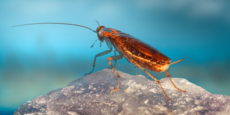 Cockroaches do not have a good reputation. Yet only a few of over 4000 cockroach species in the world are pests.<address>&copy; Erik Karits on Unsplash</address>