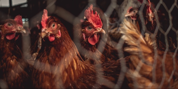Wie soll das Miteinander von Mensch und Tier aussehen? Diese Frage wird bei der interreligiösen und transdisziplinären Tagung „Tiere im Anthropozän“ diskutiert.<address>&copy; Nighthawk Shoots auf Unsplash</address>