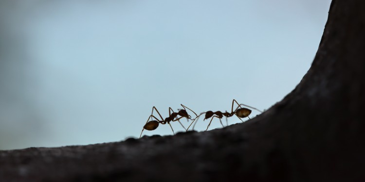 Ameisen tragen zur Artenvielfalt bei, indem sie beispielsweise Samen verteilen. Außerdem unterstützen sie das Gleichgewicht der Natur, indem sie Schädlinge vertilgen.<address>© Unsplash - Prabir Kashyap</address>