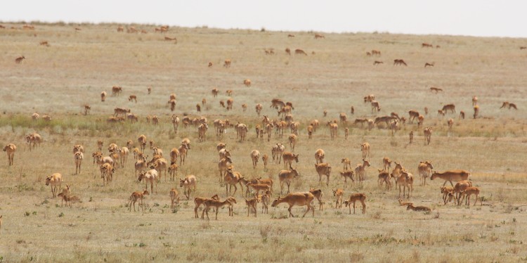 Der Bestand der Saiga-Antilope wird allein in Kasachstan auf rund 1,3 Millionen Tiere geschätzt.<address>&copy; Albert Salemgareyev, ACBK</address>