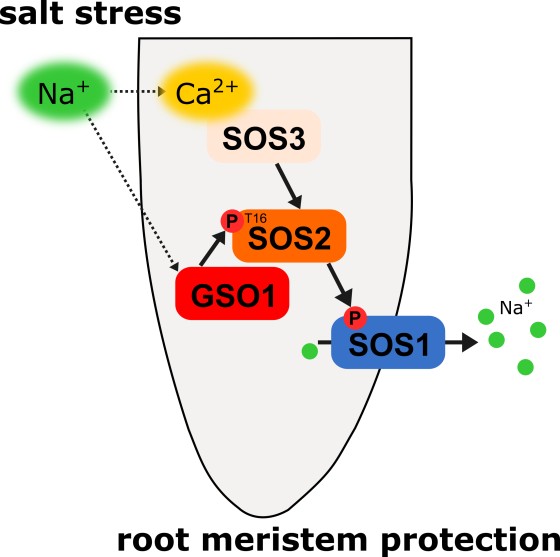 Salt stress (Na<sup>+</sup>) triggers a Ca<sup>2+</sup> signal in roots. This signal is translated into the activation of the Na<sup>+</sup> exporter SOS1 via the SOS pathway. The Ca<sup> 2+</sup> -independent activation of the SOS2-SOS1 module through the receptor kinase GSO1 constitutes a novel mechanism of plant salt stress tolerance. This mechanism especially protects the stem cells in the root meristem from the toxic effects of high Na<sup>+</sup> concentrations.<address>© L. Wallrad/ The EMBO Journal (2023)e113004</address>
