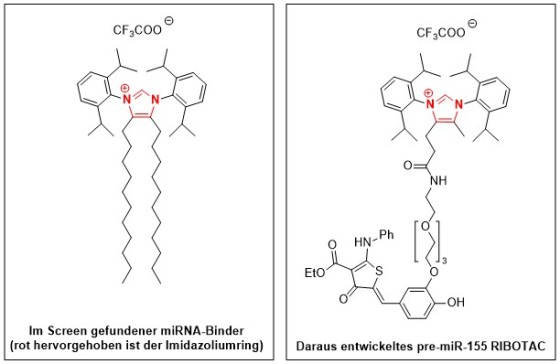 Das münstersche Team um Prof. Dr. Frank Glorius entwickelte ein imidazoliumbasiertes Molekül, welches an Mikro-RNAs binden kann (links). Daraus entwickelte das Autorenteam um Prof. Dr. Matthew Disney eine neue Verbindung („RIBOTAC“), die gezielt an die Mikro-RNA eines „Krebsgens“ (MIR155) binden und diese abbauen kann (rechts).<address>© WWU - AG Frank Glorius</address>