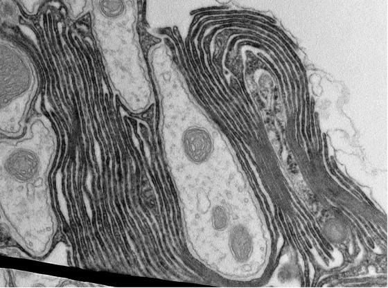 Elektronenmikroskopisches Bild eines Querschnitts durch Axone, die von myelinähnlichen Strukturen umgeben sind.<address>© WWU - AG Klämbt</address>
