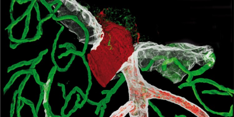 Using specialised extracellular matrix molecules (white and green) and cellular markers (red), barriers at the surface of the brain and surrounding blood vessels can be visualised.<address>© AG Sorokin</address>
