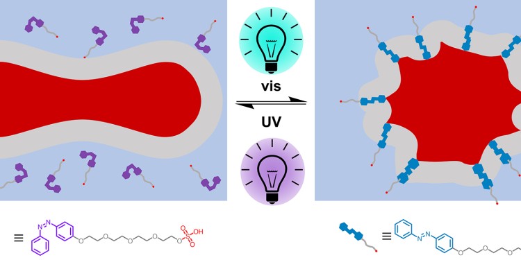 Ein „molekularer Lichtschalter“ in der Zellmembran bewirkt, dass die Zelle abhängig von der Bestrahlung mit sichtbarem Licht (visual light („vis“)) beziehungsweise mit UV-Licht eine Stechapfelform (Echinozyt, rechts) oder eine flache Form (ähnlich einem Discozyten) annimmt.<address>© Adaptiert nach Höglsperger F. et al., Nature Communications, DOI: 10.1038/s41467-023-39032-0; lizensiert nach CC BY license.</address>