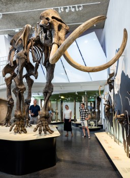 Das 1910 entdeckte und rund 3,30 Meter hohe „Ahlener Mammut“ ist das Wahrzeichen des Museums.<address>© WWU - Peter Leßmann</address>