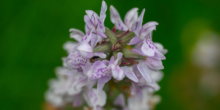 Heimische Orchideen lagen Elisabeth Beare besonders am Herzen, wie dieses „Gefleckte Knabenkraut“, das Ende Juni im Botanischen Garten blühte.<address>© WWU - Michael C. Möller</address>