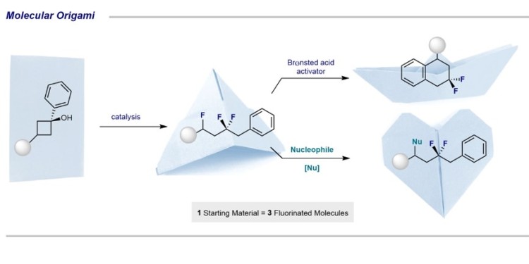 The series of folding steps represents successive reactions. Starting from the simple cyclobutanol starting material (&quot;piece of paper&quot;), an isolable intermediate compound can be produced (&quot;origami hat&quot;). By adding a Brønsted acid activator, an intramolecular cyclisation is triggered, which leads to high value-added tetralin derivatives (&quot;origami boat&quot;). Alternatively, so-called nucleophiles can be introduced by activating the benzylic carbon-fluorine bond (&quot;origami heart&quot;).<address>© Münster University - Gilmour Group</address>