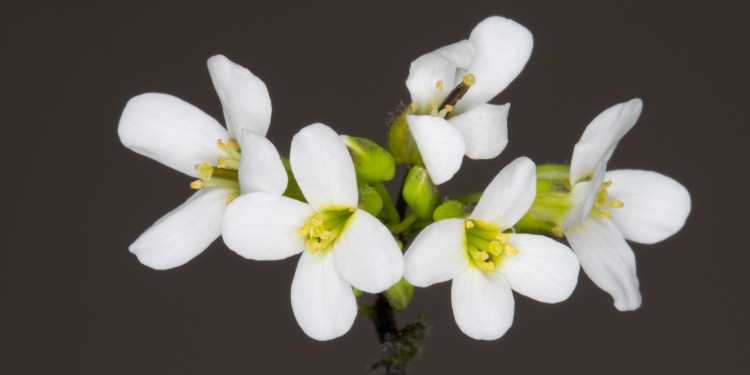 Für ihre Untersuchungen nutzten die Biologen die Modellpflanze Arabidopsis thaliana (Acker-Schmalwand).<address>© Adobe Stock</address>