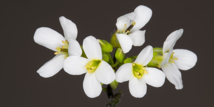 For their research, the biologists used the model plant Arabidopsis thaliana (thale cress).<address>© Adobe Stock</address>