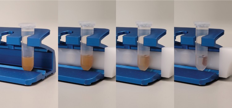 To prepare the mRNA samples, the researchers add magnetic beads to the vials. The modified mRNAs bind specifically to these beads. A magnet (white block) behind the vials enriches the modified mRNAs. The series of images (one to four) shows how the beads with the mRNA accumulate on the back of the vial within about one minute.<address>© Uni MS - Nadine Kück</address>