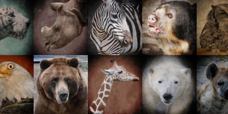 Am 10. Dezember ist der Tag der Tierrechte.<address>© HaywireMedia - stockadobe.com</address>