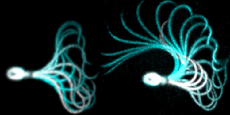 <address>&copy; Uni MS/AG Strünker</address>