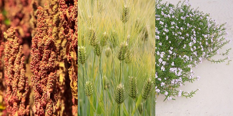 Zur Untersuchung der Stressbiologie von Pflanzen nutzen die Forschenden verschiedene wilde und kultivierte Pflanzenarten als Modellorganismen, darunter zum Beispiel Quinoa (li.), Gerste und Meersenf (re.).<address>&copy; Bob Ramsak, CC BY-SA 4.0 Deed / Cliff, CC BY 2.0 Deed /Jürgen Howaldt, CC BY-SA 2.0 DE Deed</address>