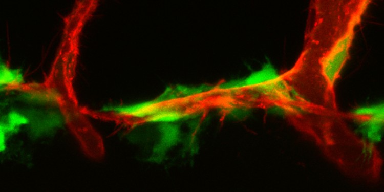 Lymphatic vessels developing in a zebra fish: cells in the connective tissue (fibroblasts, green) produce the protein VEGF-C and influence the migration of lymphatic endothelial cells (red). The use of genetic engineering enables researchers to mark the two types of cell and make them visible.<address>© Andreas van Impel</address>