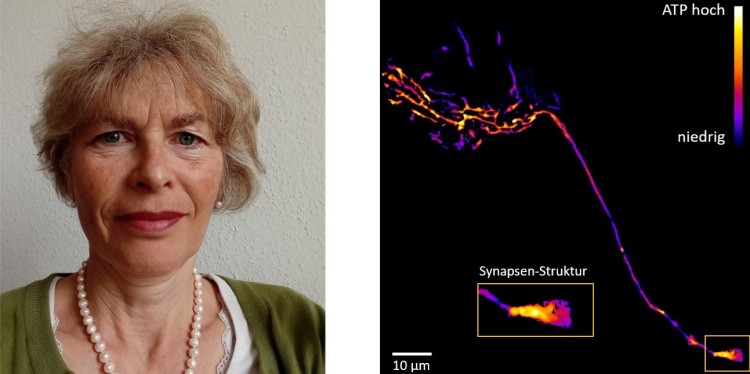 Prof. Dr. Karin Busch (l.) und ATP-Gehalt in Mitochondrien<address>&copy; Uni MS - AG Busch</address>