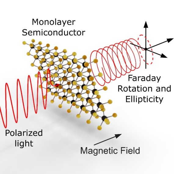 Linearly polarised light passes through an atomically thin semiconductor in a magnetic field. The polarisation is rotated and slightly elliptical (schematic diagram).<address>© Nature Communications (Nat Commun) ISSN 2041-1723 (online); Creative Commons licence</address>