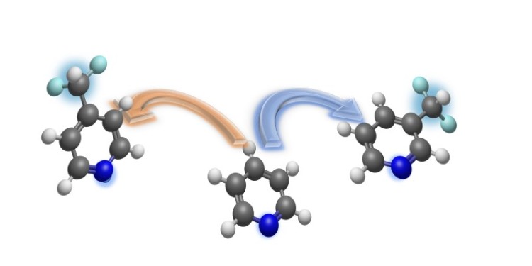 Mit der von ihnen entwickelten Methode können die Chemiker eine Difluormethylgruppe (hellblau hinterlegt) regioselektiv, also passgenau an bestimmten Stellen, in Pyridinringe einbauen – wahlweise in die Para-Position (gelber Pfeil) oder in die Meta-Position (blauer Pfeil). Dunkelblau dargestellt ist jeweils das Stickstoff-Atom innerhalb des Pyridinrings.<address>© Uni MS - AG Studer</address>