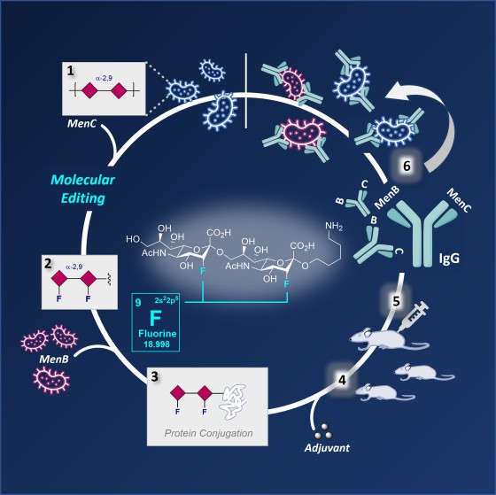 Workflow of carbohydrate-based vaccine preparation against meningococci: 1) α-2,9-linked carbohydrate epitope found in capsular polysaccharide in meningococci C, 2) fluorinated glycan epitope was chemically synthesized by molecular editing with fluorine, 3) F-glycan epitope was conjugated to carrier protein derived from meningococci B, 4) adjuvants were added to vaccine formulations, 5) vaccine candidates were injected in mice, 6) sera from mice was collected and highly-specific IgG antibodies were validated in vitro.<address>© AK Gilmour</address>