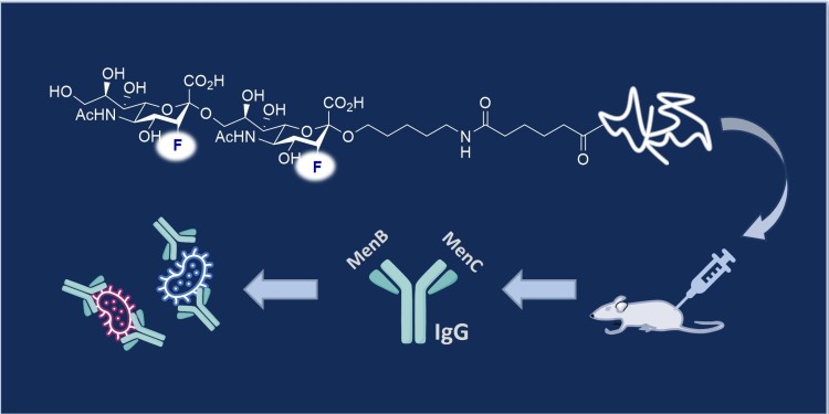 Chemists from the University of Münster and the Max Planck Institute (MPI) of Colloids and Interfaces in Potsdam have now developed a combined vaccine lead from synthetic fluorinated sugar molecules that is effective against meningococci B and C simultaneously.<address>© AK Gilmour</address>