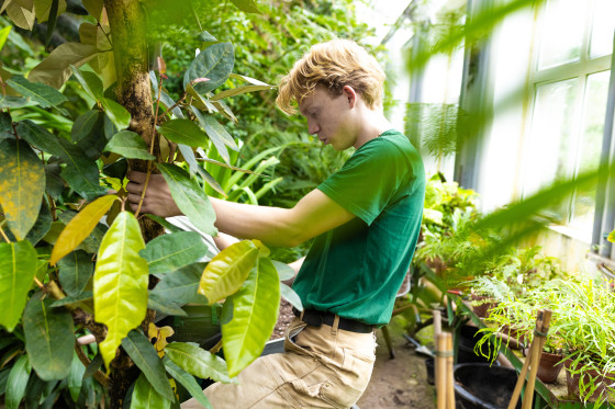 Ein schweres Unterfangen: Im Tropenhaus topft Lorenz Vienenkötter mit seinem Kollegen eine Palme um.<address>&copy; Uni MS - Linus Peikenkamp</address>