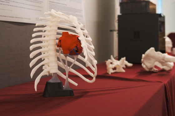 Das Bild zeigt ein Modell einer Rippe und eines Herzen.<address>© Uni MS - M. Heine</address>