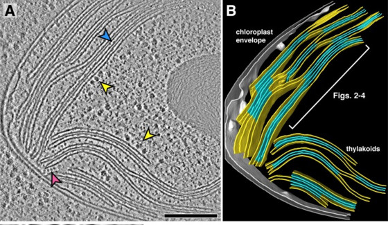 The cryogenic electron tomogram (A) shows a section through a chloroplast, where photosynthesis is conducted, within an intact Chlamydomonas cell. Figure (B) is the 3-D segmentation of the chloroplast volume corresponding to (A).<address>© Wojciech Wietrzynski et al. / eLife</address>