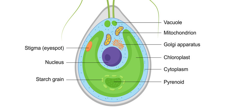 Schematic representation of the green alga Chlamydomonas (longitudinal section)<address>© AdobeStock - Nast</address>