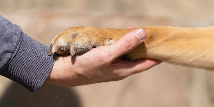 Symbolic photo: A human hand holding a dog&#039;s paw<address>© Christiane Alt-Epping</address>