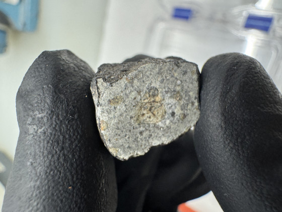 Das Foto zeigt den Haag-Meteoriten, einen grauen Stein, der von Händen mit schwarzen Handschuhen festgehalten wird. Bei genauerem Hinsehen ist seine brekziierte Struktur erkennbar.<address>© Leon Thannheiser</address>