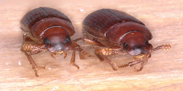 Beim Rotbraunen Reismehlkäfer (Tribolium castaneum) wurden im Experiment kryptische genetische Unterschiede sichtbar. Der Mehlkäfer rechts im Bild hat nur halb so großen Augen wie ein normaler Käfer.<address>© Dr. Rascha Sayed</address>